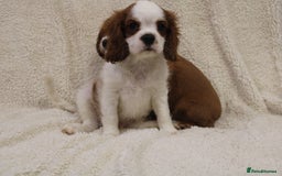 Cavalier King Charles Spaniel dogs for sale: Beautiful Cavalier king charles spaniel puppies - Image 9
