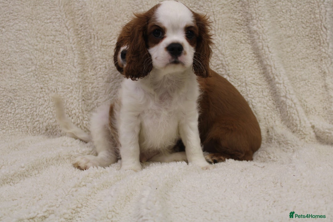 Cavalier King Charles Spaniel dogs for sale: Beautiful Cavalier king charles spaniel puppies - Image 9