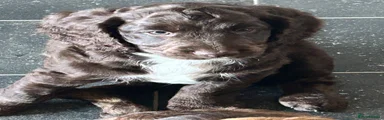 Cockapoo 1