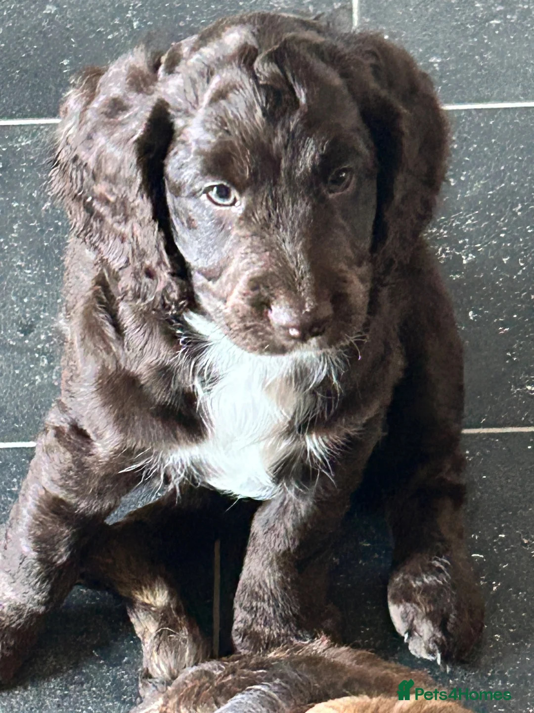 Cockapoo dogs for sale: Last three cockerpoos to sell in Bradford - Advert 2