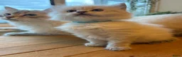 Siberian cats for sale: 💖 Home Raised Fluffy Siberian Kittens  - Advert 6