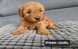 Toy Poodle dogs for sale: STUNNING RED TOY POODLE 🤩🐶 - Image 8