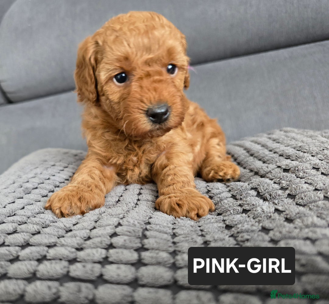 Toy Poodle dogs for sale: STUNNING RED TOY POODLE 🤩🐶 - Image 8
