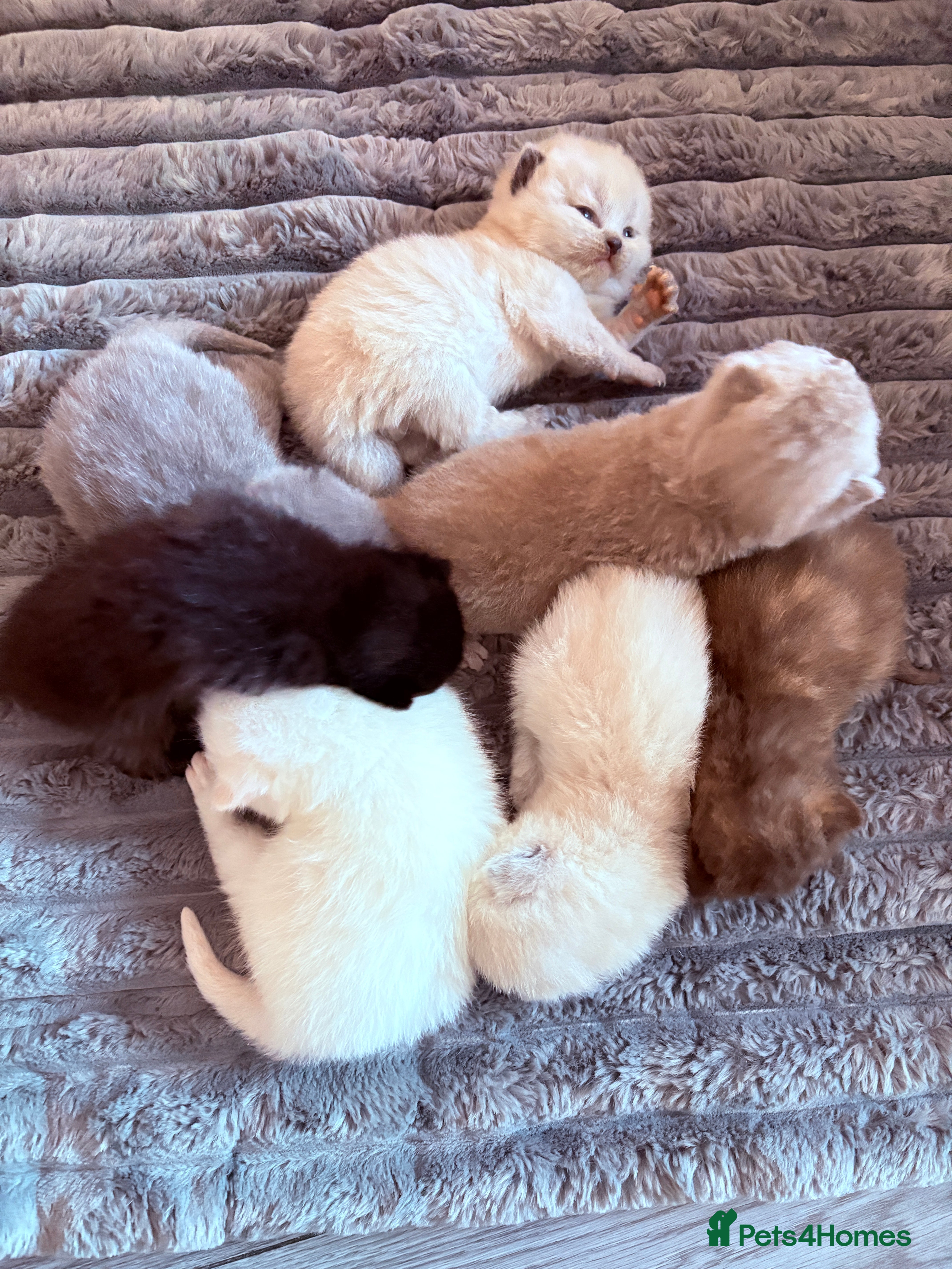 British Shorthair cats Beautiful GCCF Registered MultiColoured BSH kitte  - Advert 10