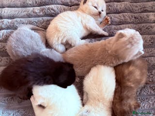 British Shorthair cats Beautiful GCCF Registered MultiColoured BSH kitte - Advert 3