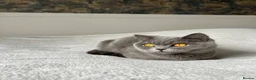 British Shorthair cats for sale: British Shorthair Female - Advert 4