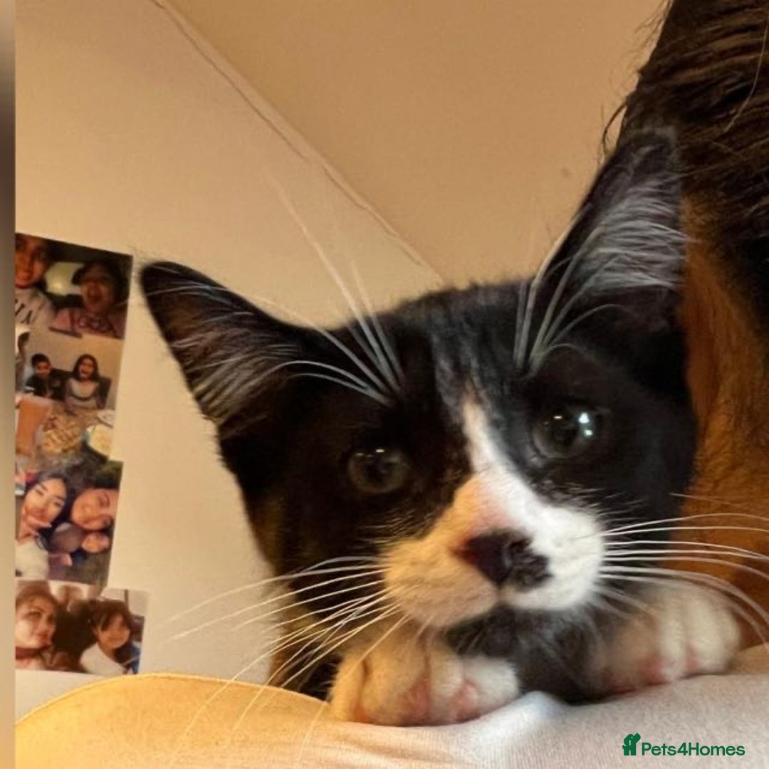 Domestic Shorthair cats for sale: Adorable Tuxedo Kitten - Looking for a Loving Home - Image 8