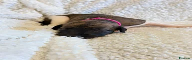 Whippet Puppy 6 Reserved 