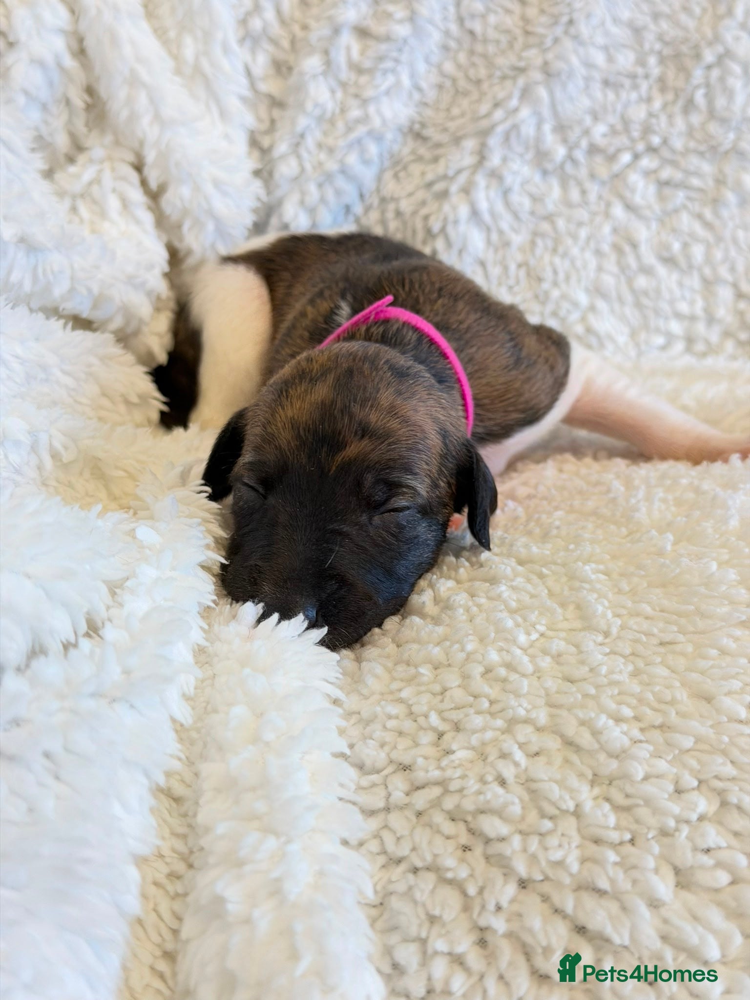 Whippet dogs for sale: Stunning pedigree whippets puppies  - Advert 14