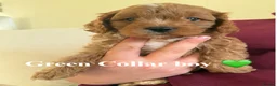 Cavapoo dogs for sale: F1 cavapoo puppies  in Cambridge - Advert 3