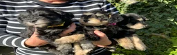 Schnoodle dogs for sale: Happy confident Schnoodle puppies  - Advert 5