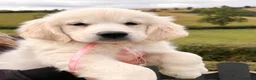 Golden Retriever dogs for sale: Kc registered health tested parents  - Advert 12