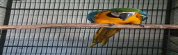 Parakeets birds for sale: Blue and gold macaw in Morecambe - Advert 2