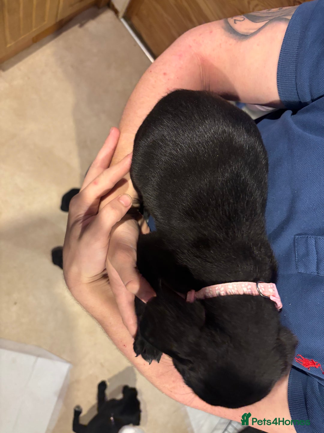 Springador dogs for sale: Springadors  - Advert 2