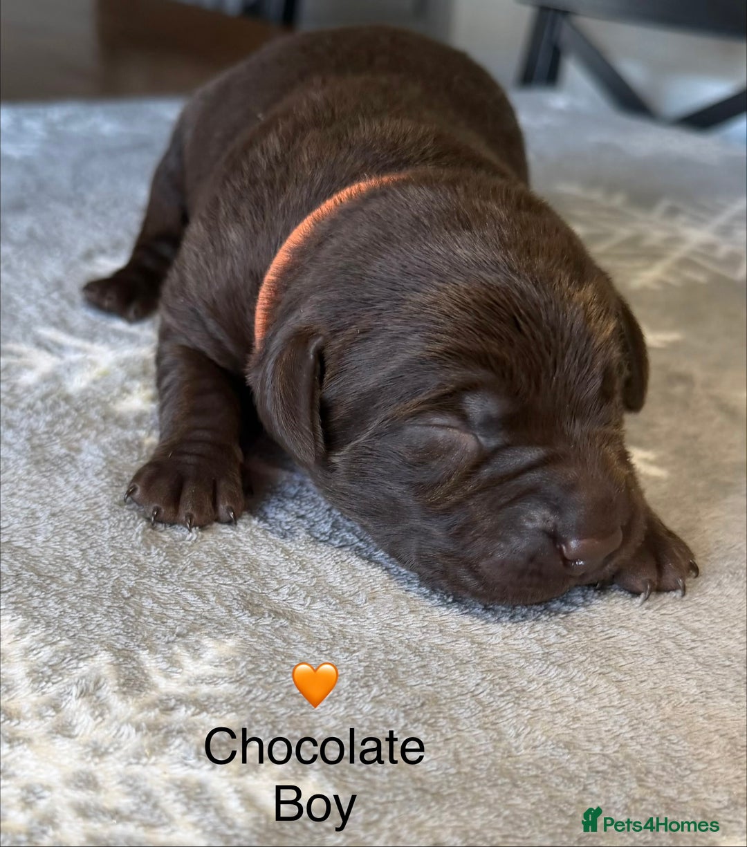 Labrador Retriever dogs for sale: Stunning Chocolate and Black Labrador pups - Advert 1