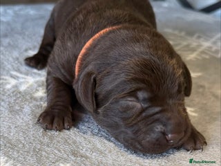 Labrador Retriever dogs Stunning Chocolate and Black Labrador pups - Advert 1