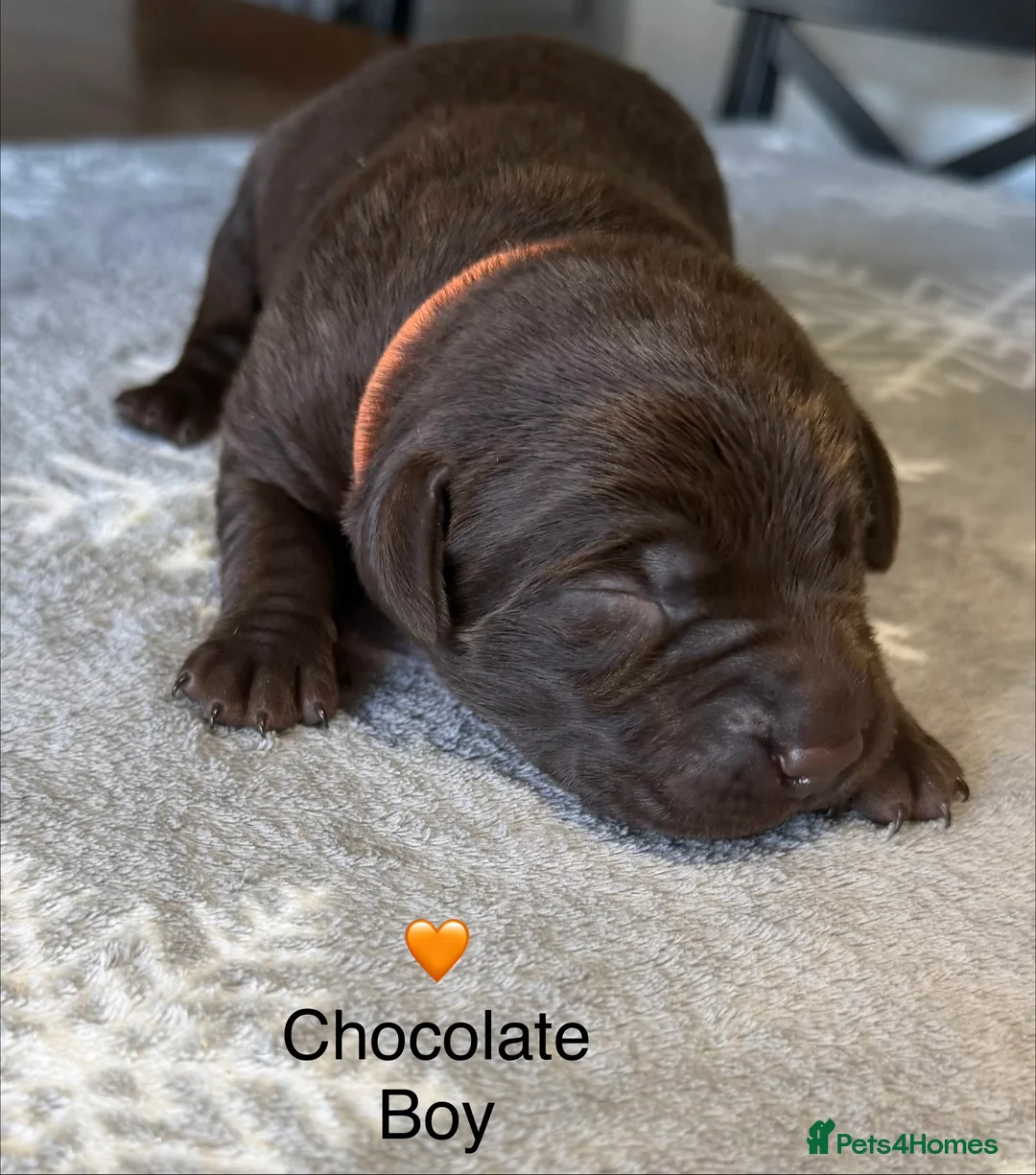 Labrador Retriever dogs for sale: Stunning Chocolate and Black Labrador pups - Advert 10
