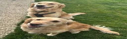 Golden Retriever dogs for sale: Golden Retriever Puppies  in Templecombe - Advert 10