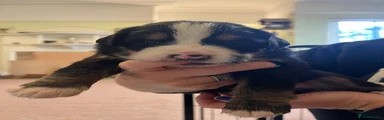 Peggy