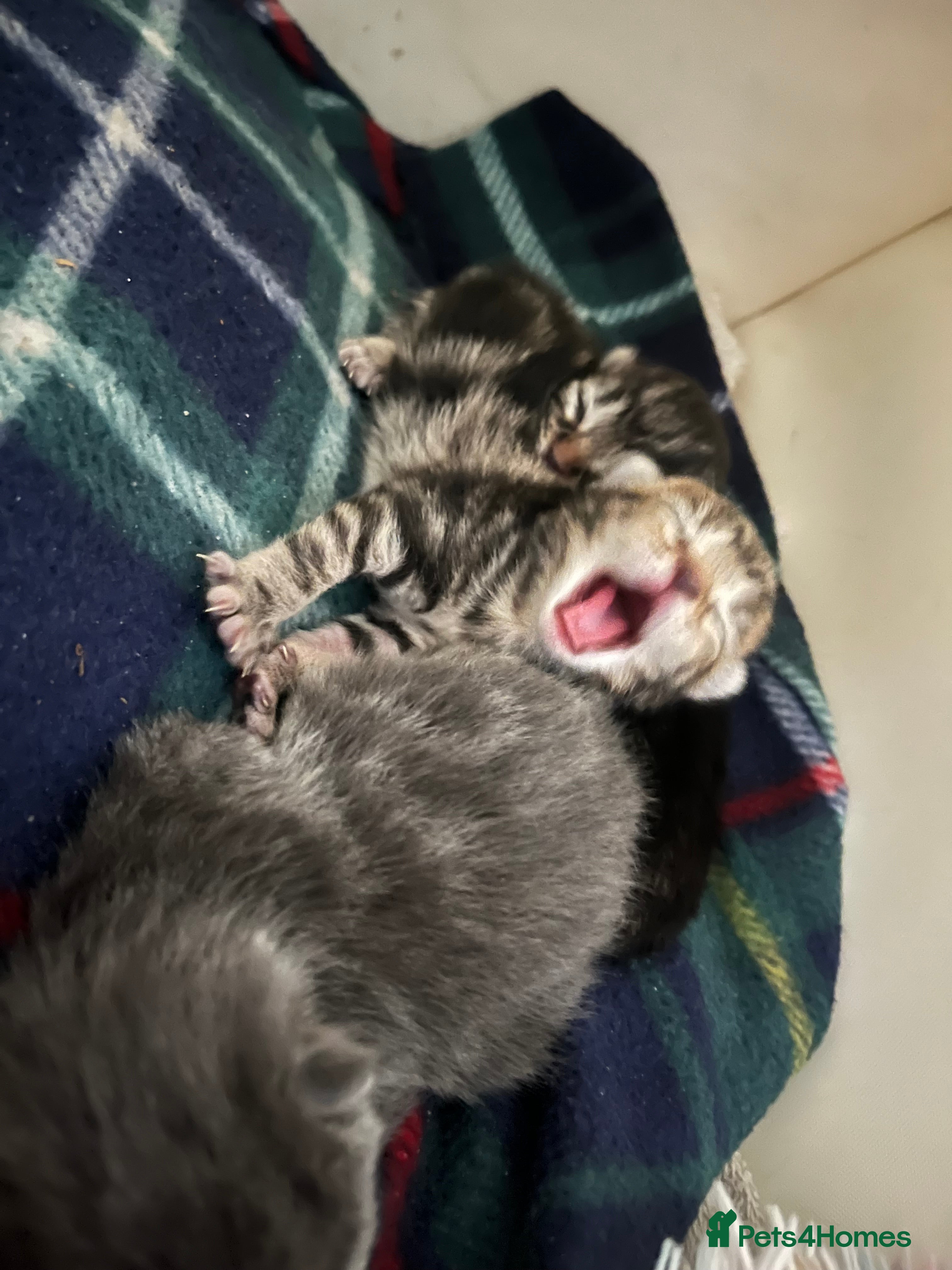 Mixed Breed cats Silver/Amber Bengal X kittens  in Cambridge - Advert 12