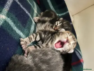 Mixed Breed cats Silver/Amber Bengal X kittens in Cambridge - Advert 3