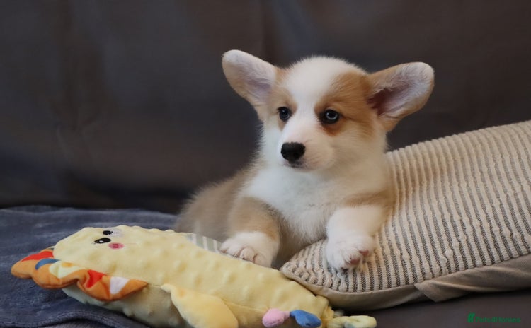 Welsh Corgi Pembroke dogs - Advert 4