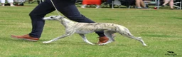 Whippet dogs for sale: KC Registered whippet puppies  - Advert 14