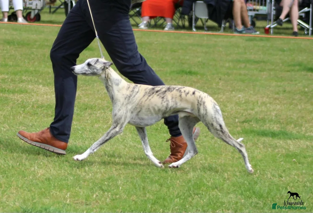 Whippet dogs for sale: KC Registered whippet puppies  - Advert 14
