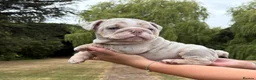 English Bulldog dogs for sale: Beautiful English Bulldog Bitch Puppy  - Advert 13