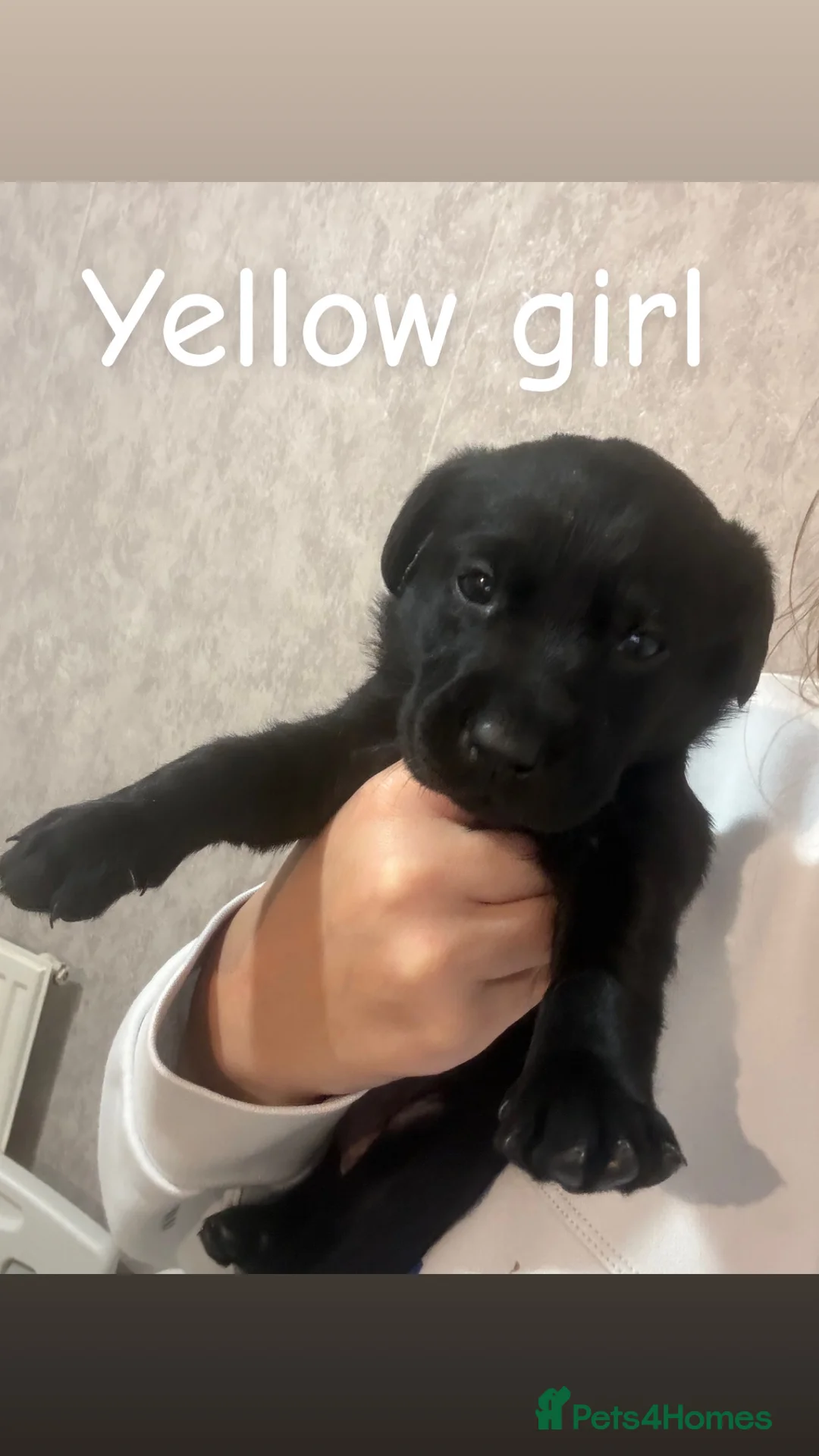 Labrador Retriever dogs for sale: Now have 5 Labrador Retriever Puppies for Sale 🐾 - Advert 15