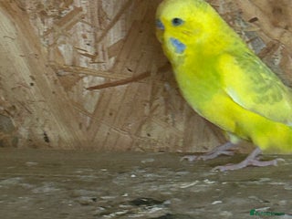 Budgerigars birds - Advert 1