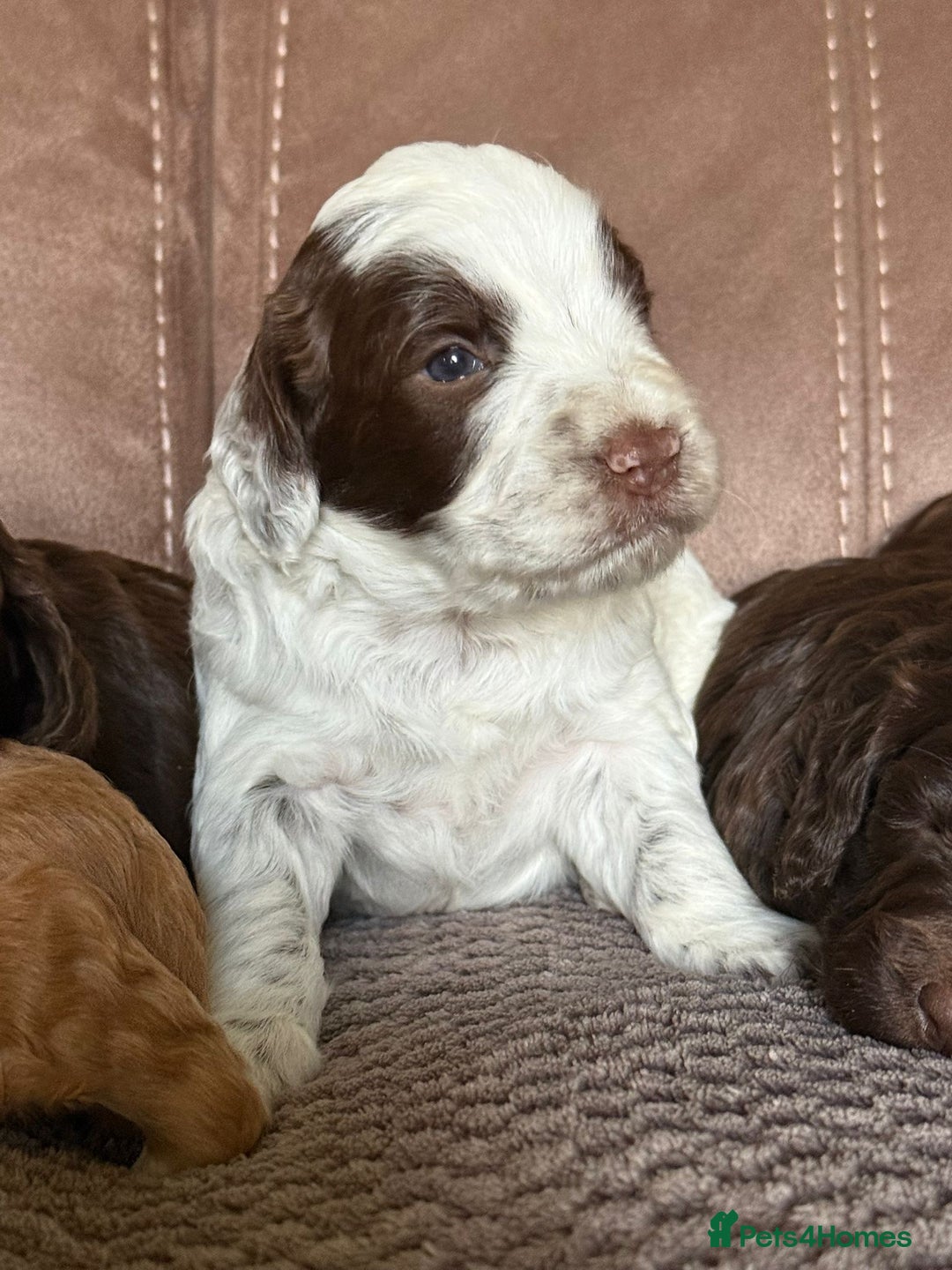Cockapoo dogs for sale: F1 Cockapoos 5⭐️ Licensed Breeder Fully DNA Tested - Advert 24