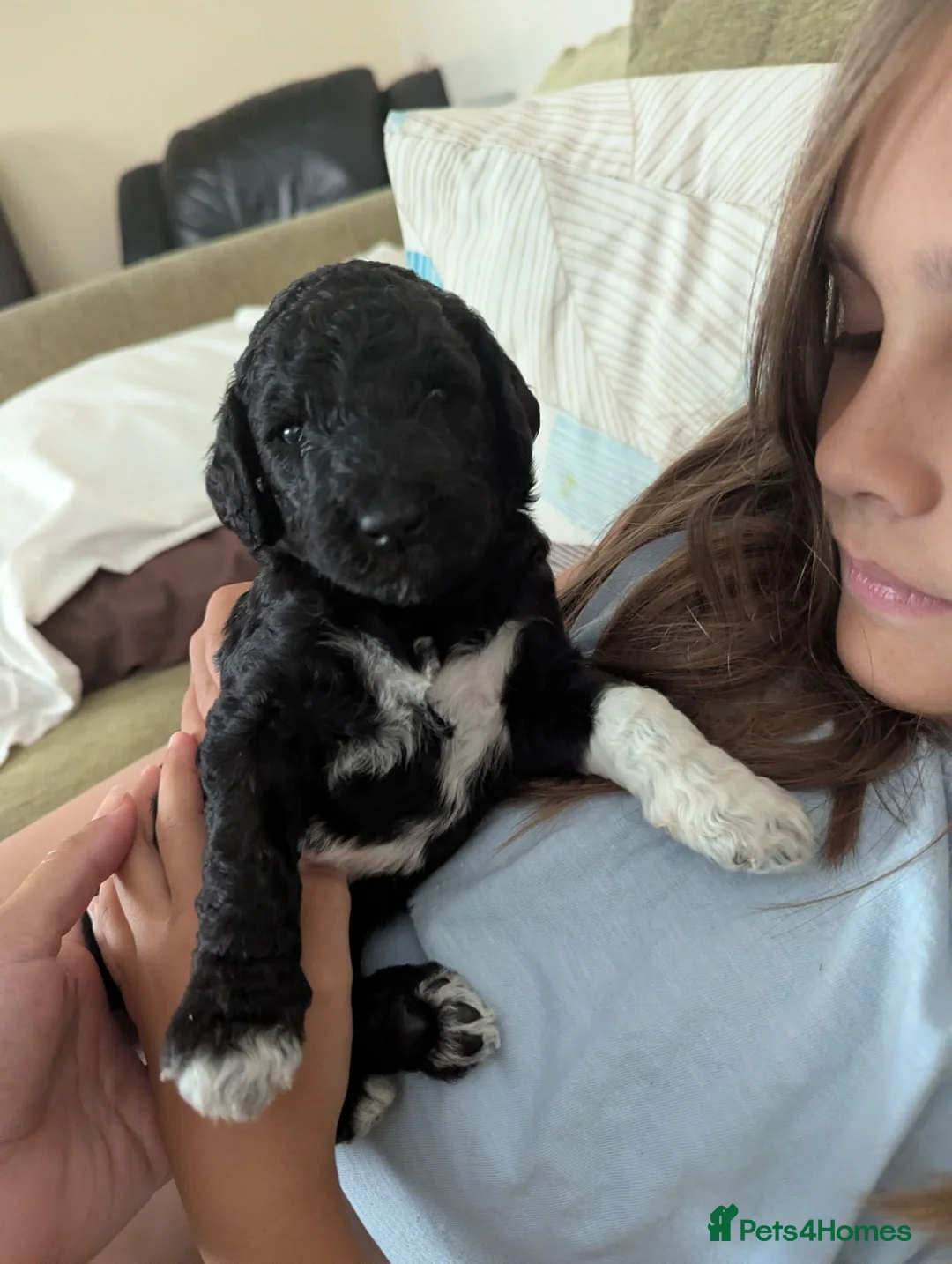 Goldendoodle dogs for sale: F1b Standard Goldendoodle Puppies blue/black - Advert 1