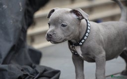 Staffordshire Bull Terrier dogs for sale: 🐾 Staffordshire Bull Terrier Puppies for Sale 🐾 - Image 6