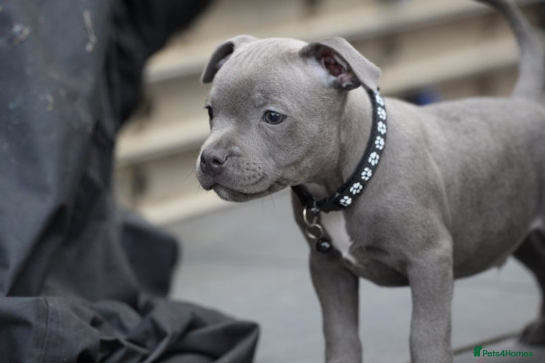 Staffordshire Bull Terrier dogs for sale: 🐾 Staffordshire Bull Terrier Puppies for Sale 🐾 - Image 6