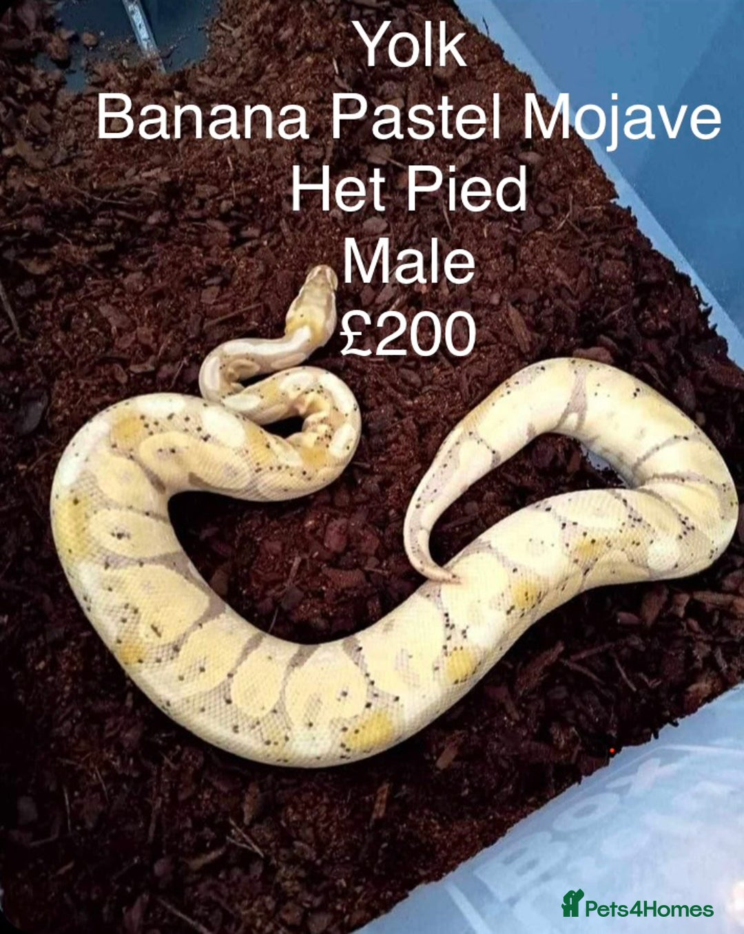 Python Snake reptiles for sale: Royal Python & Hognose - Advert 6