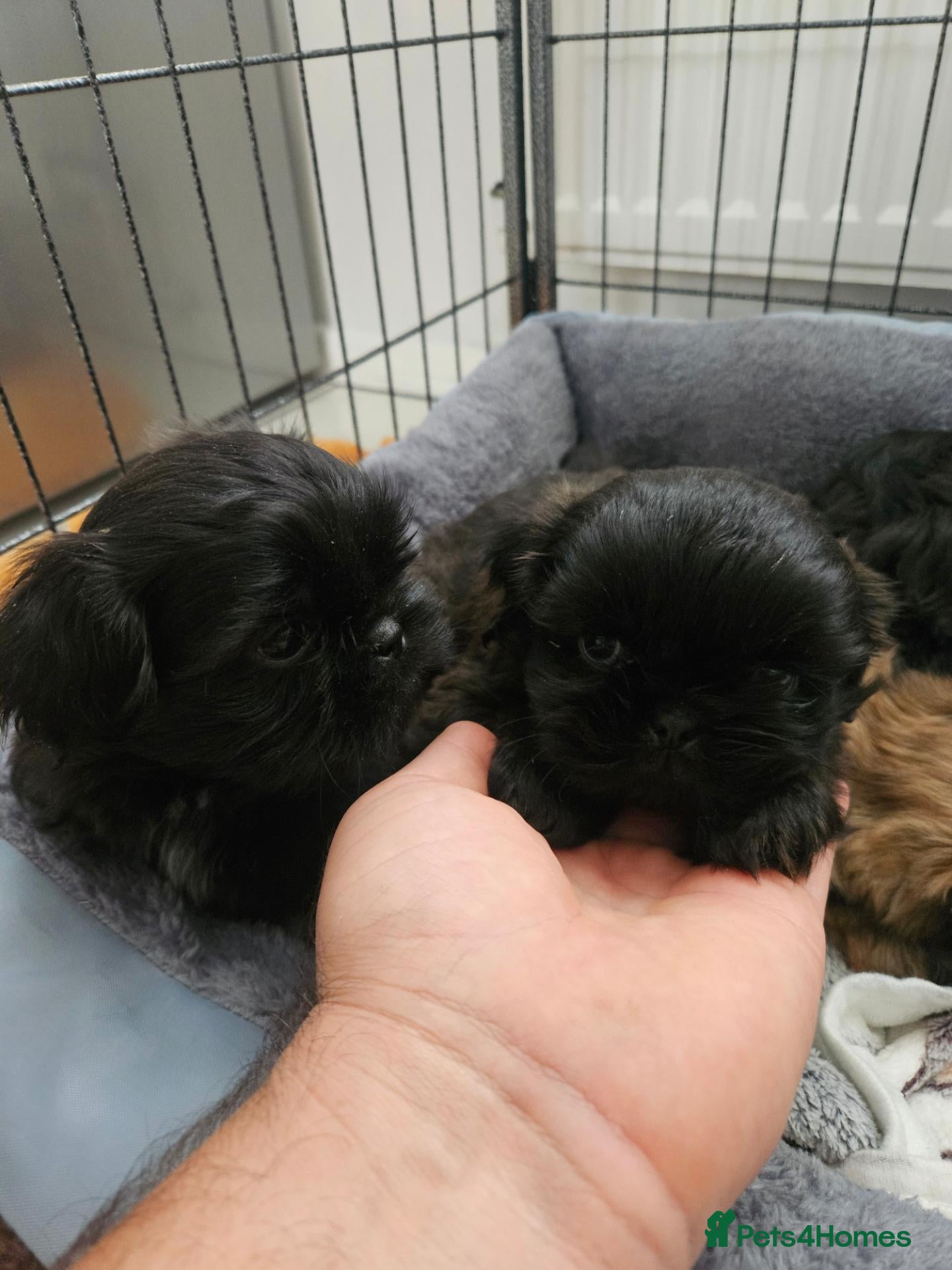 Shih Tzu dogs Shihtzu puppys  - Advert 16