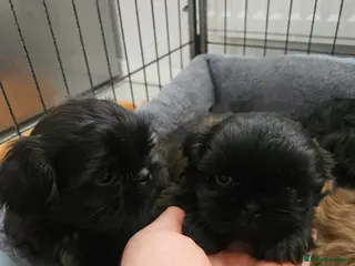 Shih Tzu dogs Shihtzu puppys - Advert 16