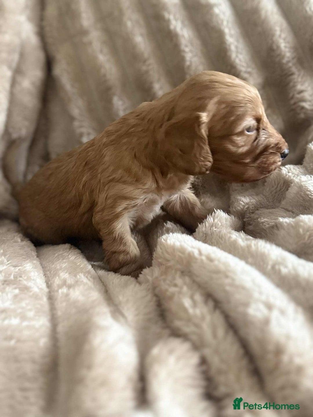 Cockapoo dogs for sale: Cockapoo F1B STUNNING COLOURS 4 available - Advert 19