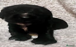 Cocker Spaniel dogs for sale: Fully health tested KC reg working Cocker Spaniels - Image 25