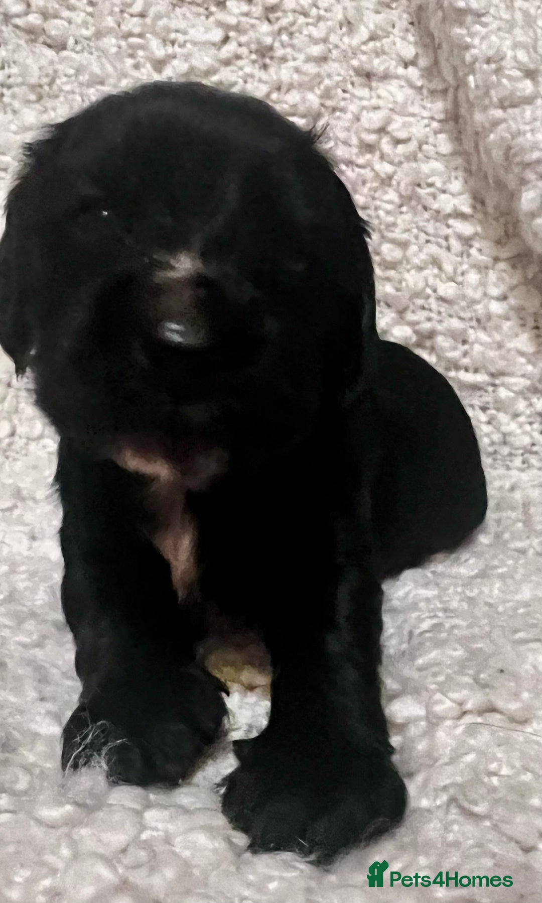 Cocker Spaniel dogs for sale: Fully health tested KC reg working Cocker Spaniels - Image 25