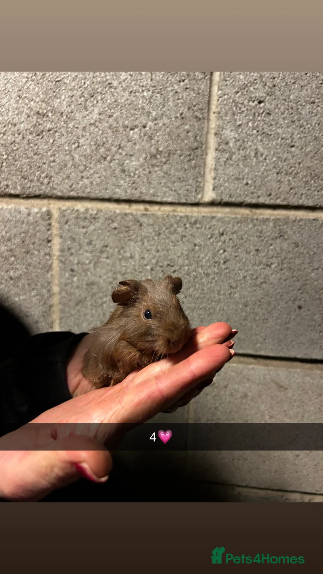 Guinea Pig rodents for sale: Five lovely guinea pigs all looking for new homes! - Advert 7