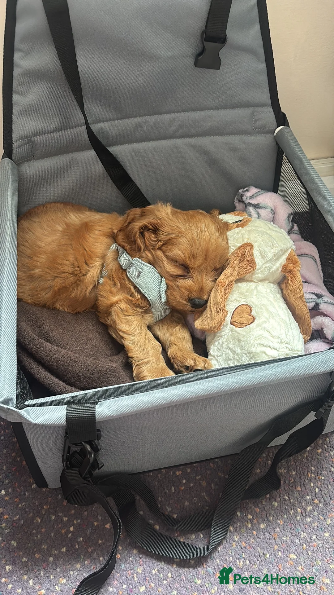 Cavapoo dogs for sale: Cavapoo 9 weeks old  - Advert 2