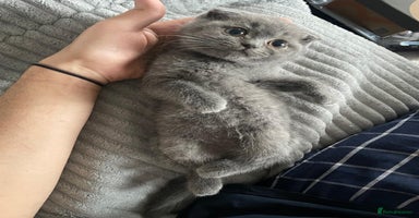 Scottish Fold cats Very Friendly Kittens, Pedigree Scottish Fold  - Advert 10