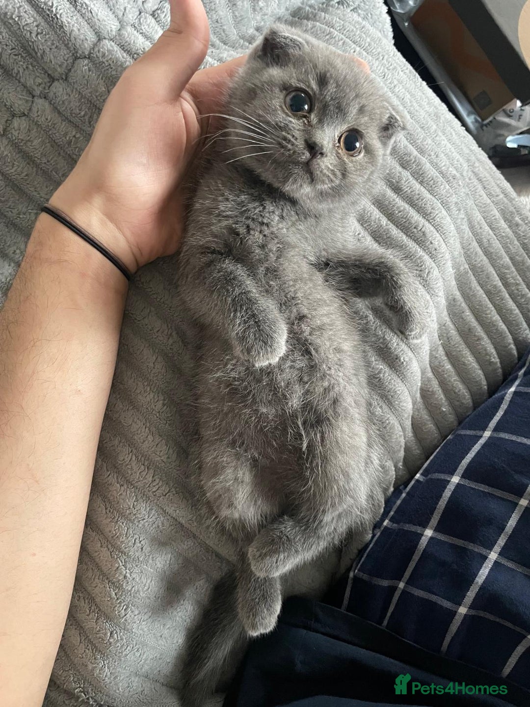 Scottish Fold cats for sale: Very Friendly Kittens, Pedigree Scottish Fold  - Advert 3