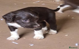 Mixed Breed dogs for sale: Mixed breed rainbow of colours  - Image 16