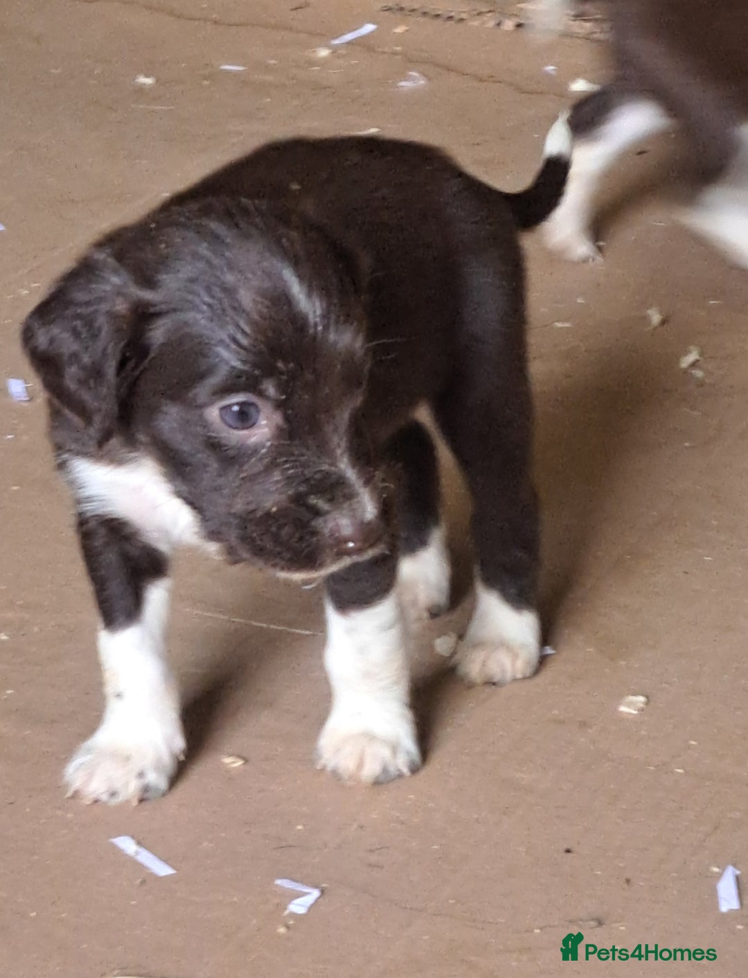 Mixed Breed dogs for sale: Mixed breed rainbow of colours  - Image 16