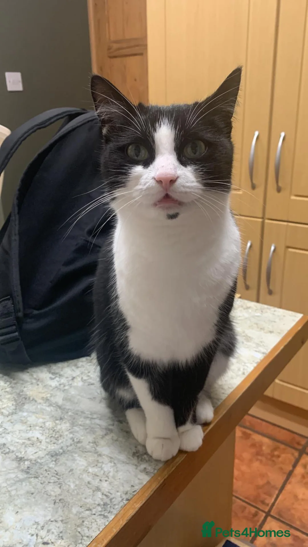 Mixed Breed cats for sale: 4 Gorgeous Fluffy Kittens - Advert 2