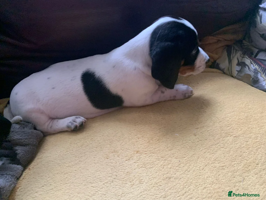 Dachshund dogs for sale: Lovely white dachshunds in Kensington  - Advert 8