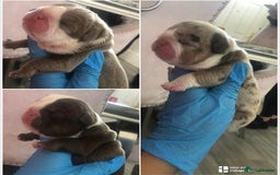 English Bulldog dogs for stud: Chocolate and tan stud includes 2 ai in Walsall - Image 7